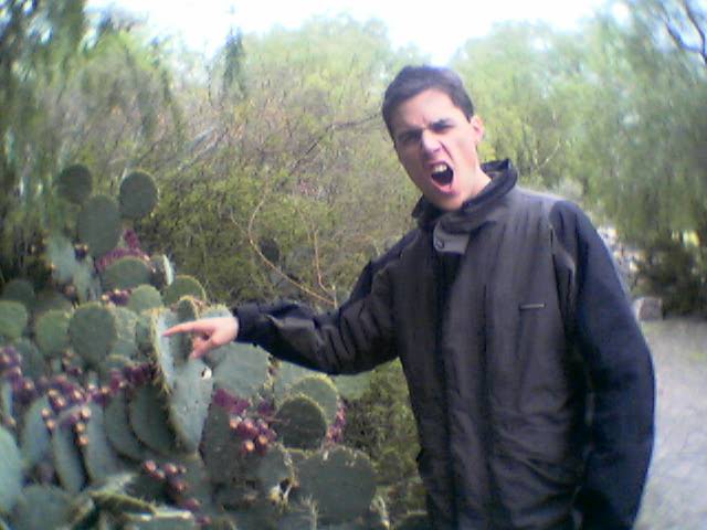 Cactussen kunnen je lelijk pijn doen!