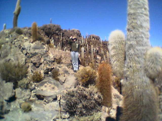 Isla Pescado, een eiland vol met cactussen.