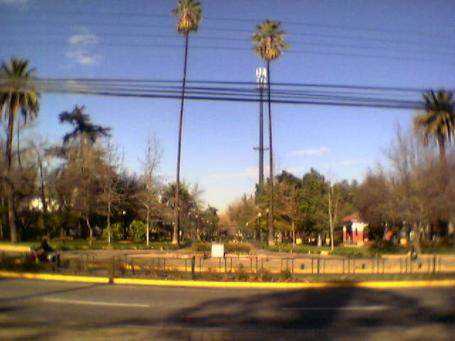 De 2 superhoge palmbomen op de plaza.